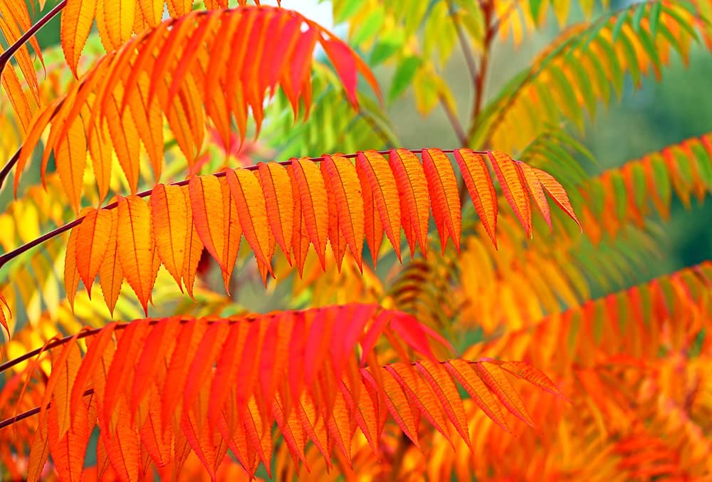 Flameleaf Sumac Tree Seeds - 30 Seeds for Planting - Prized for Vibrant Fall Foliage - Flame Leaf aka Shining Sumac - Rhus copallinum