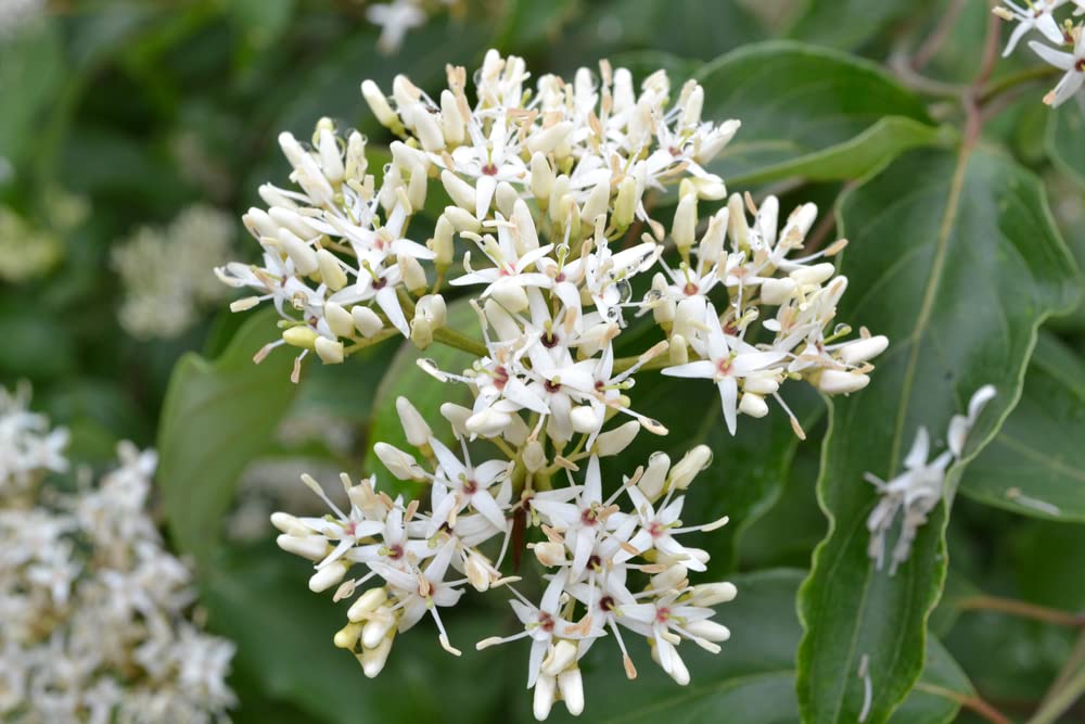 Silky Dogwood Seeds for Planting - 30 Seeds - Cornus amomum