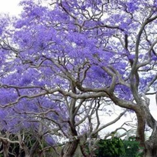 Golden autumn farm- 25 Blue Jacaranda Tree Jacaranda Mimosifolia Seeds/Excellent As Bonsai