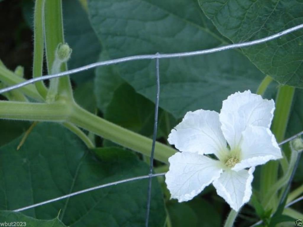 Giant Bottle Gourd Seed, Lagenaria leucantha var gourda,For ornamental use only.