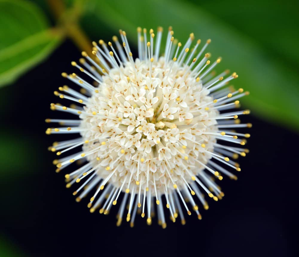 Buttonbush Seeds for Planting - 50 Seeds - Cephalanthus occidentalis