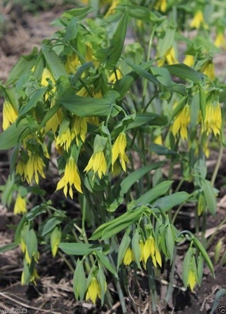 Fairybells / Bellwort (Uvularia grandiflora) Shade loving Perennial !-10 Seeds