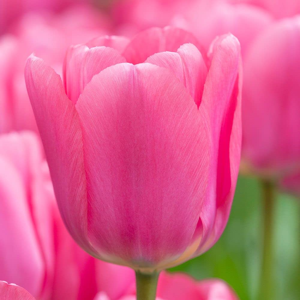 "Big Love" Pink Tulip Bulbs for Planting - Easy to Grow - Made in USA, Ships from Iowa