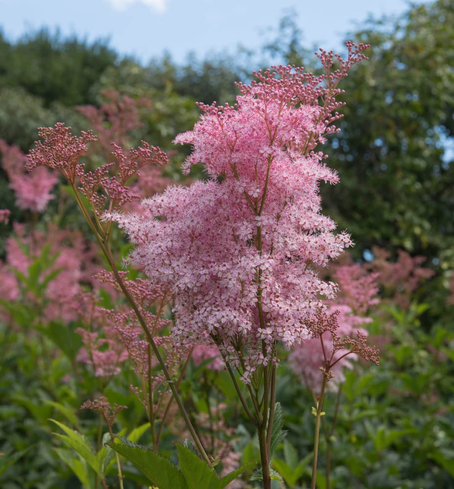 Rare Queen of The Prairie Seeds - 15 Seeds to Grow - Filipendula rubra - Made in USA, Ships from Iowa. Rare and Hard to Find