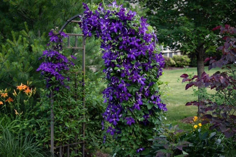 Purple Clematis Seeds for Planting (50 Seeds) - Clematis occidentalis var. occidentalis