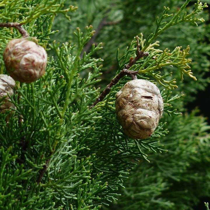 Tree seeds 100 pcs ITALIAN CYPRESS (Cupressus Sempervirens Stricta) seeds Home gardening,
