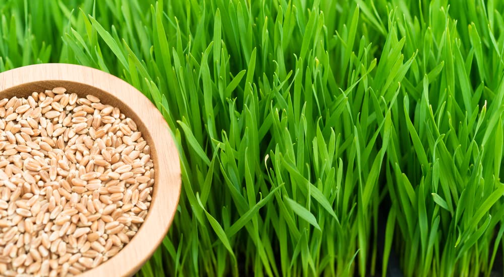 5 Pounds of Wheat Microgreens Seeds to Grow - Wheat Berries to Germinate