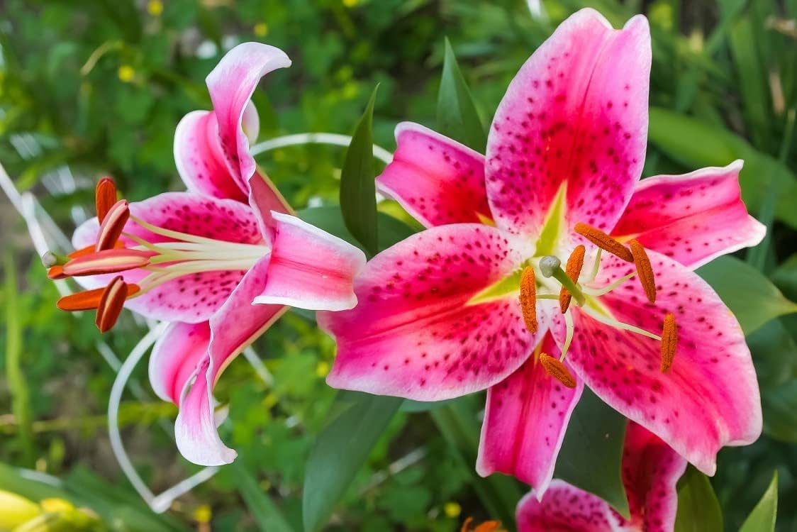 Stargazer Bulbs for Planting - Pink Oriental Lily, Beautiful Perennial for Any Garden