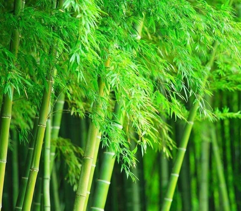 Giant Timber Bamboo Seeds for Planting | Exotic and Fast Growing | Landscaping, Privacy, Indoor or Outdoor (Giant Bamboo)