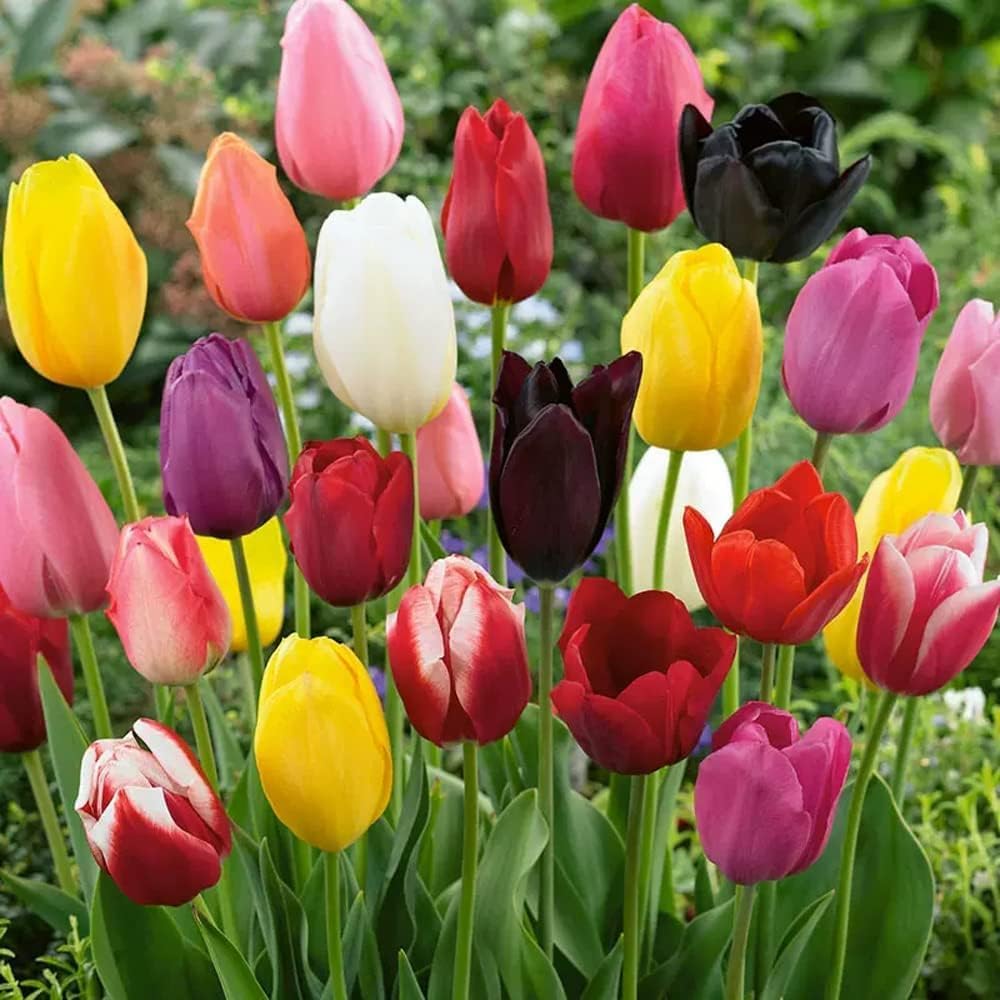 5pcs Tulip Bulbs Mixed Tulips Varieties Collection Tulips Bulbs for Gardens Spring Flowering Bulbs Ready to Plant Flower Bulbs Add a Pop of Vibrant Color to Your Garden with Beautiful Tulip Bulbs