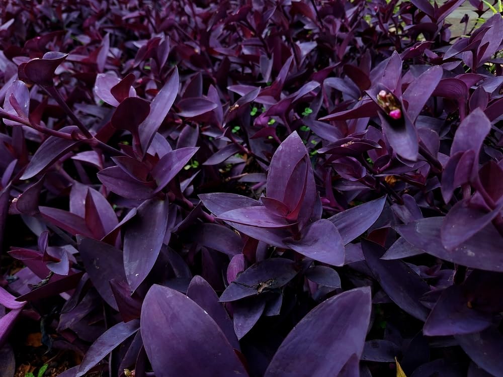 5 Cuttings Purple Heart Wandering Jew - Tradescantia Pallida Purpurea Plant - Easy to Grow Indoor Outdoor Plant