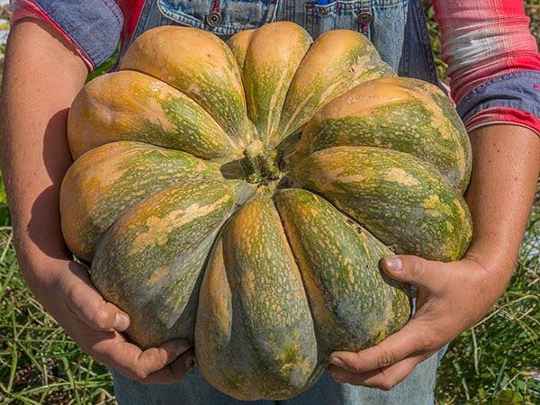 Fairytale Pumpkin Seeds for Planting (10 Seeds) - Musquee de Provence