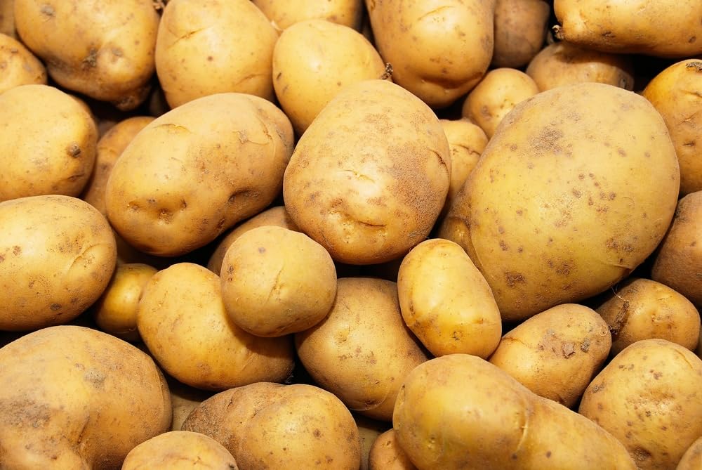 Kennebec Seed Potatos for Planting (5 Pounds)