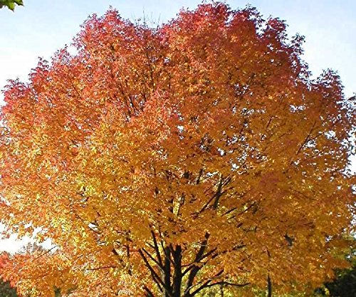 Sugar Maple, Acer Saccharum (Northern), 20 Tree Seeds, Fall Colors!