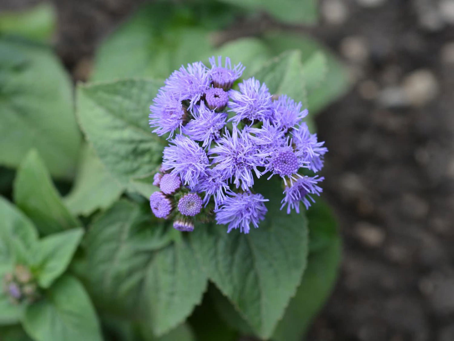 Blue Mink Flossflower Seeds for Planting (500 Seeds) - Ageratum houstonianum