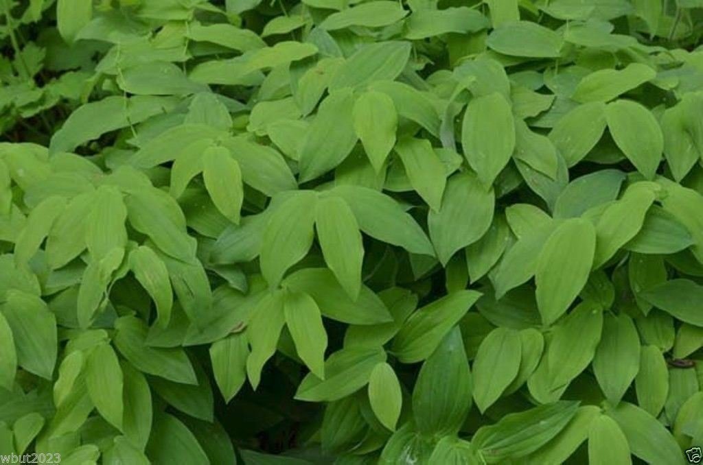 Fairybells / Bellwort (Uvularia grandiflora) Shade loving Perennial !-10 Seeds
