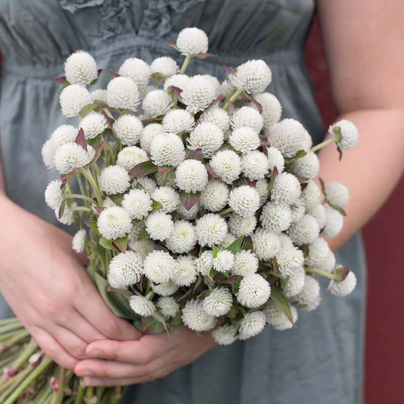 Audray White Gomphrena Seed for Planting (50 Seeds) - Stunning White Summer Blooms - Great for Cut Flowers