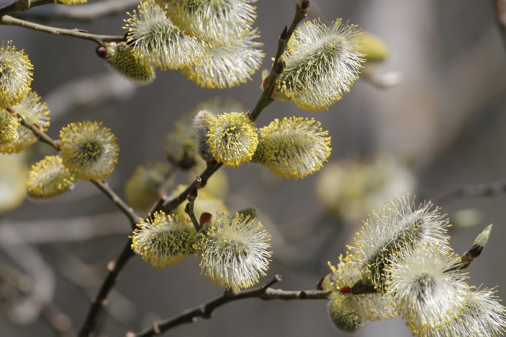 Pussy Willow Tree Cuttings to Plant - Grow Stunning Catskin Willow Trees
