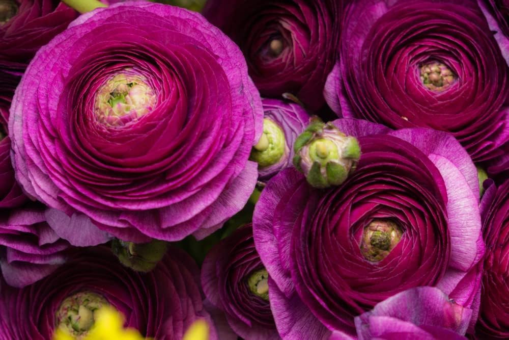 Purple Ranunculus Bulbs for Planting - Stunning Color and Long Lasting Blooms, Easy to Grow