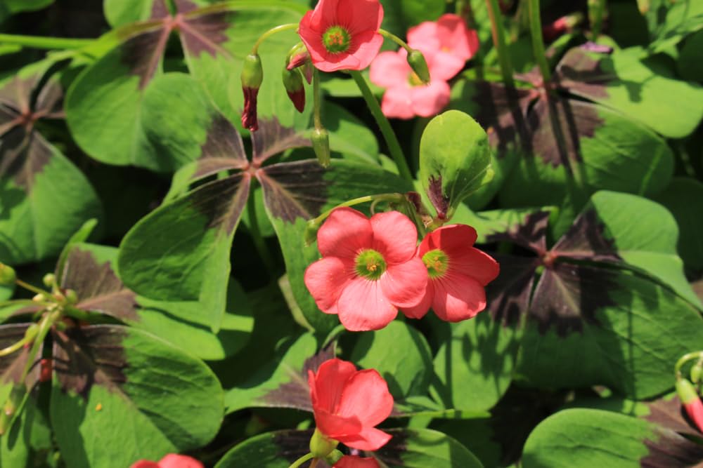 Lucky Leaf Shamrock Bulbs for Planting - Grow Iron Cross Oxalis Flowers - Get The Luck of The Irish
