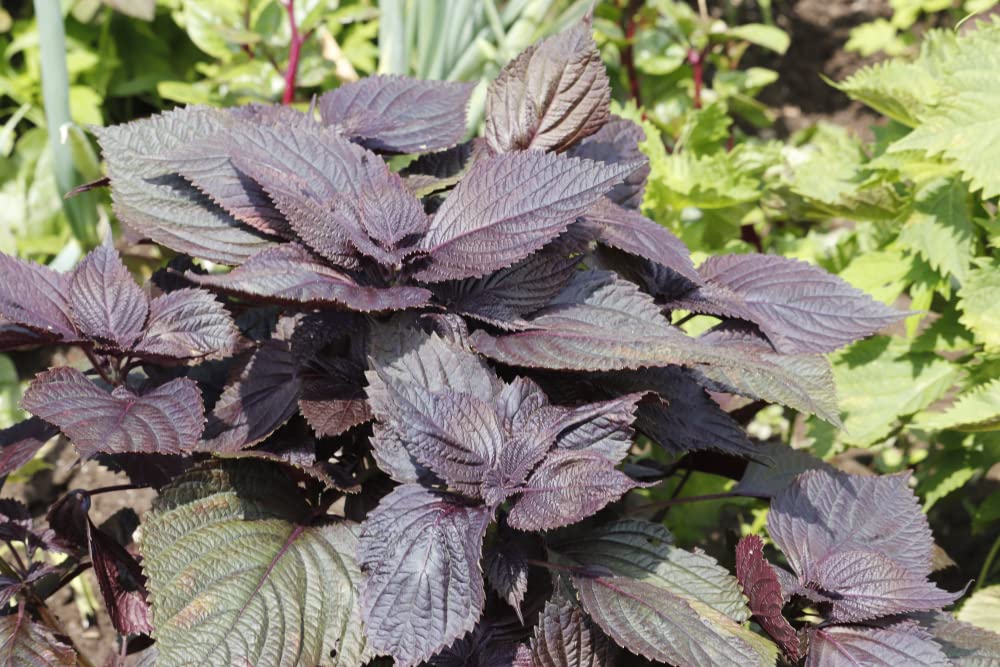 Red Shiso, 200+ Seeds, Sushi Bar, Asian Heirloom, Cool Weather, Fragrant and Delicious - Perilla frutescens VAR. crispa