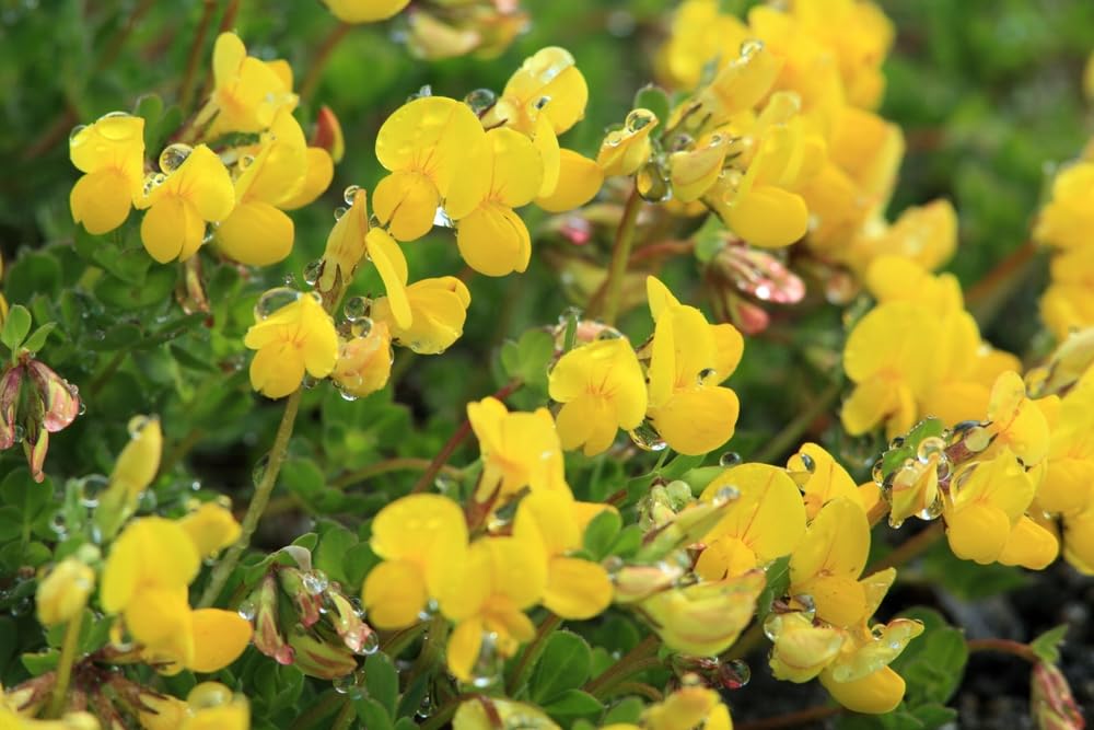 Canada Goose Foodplot Seeds for Planting - Birdsfoot Trefoil Seeds (1 Pound)