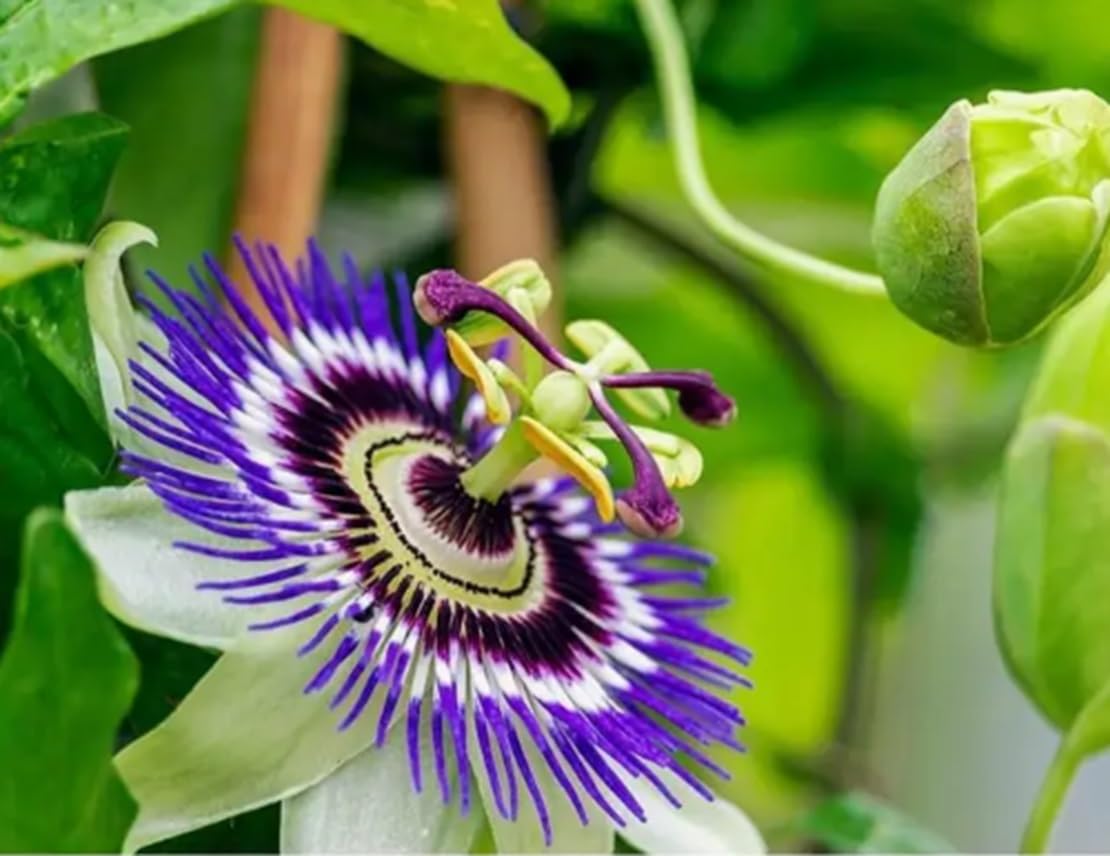 30 Passion Flower Seeds to Grow