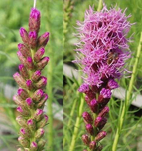 Purple BLAZING STAR (10 Bulbs), BUTTERFLY Plant, LIATRIS, PERENNIAL