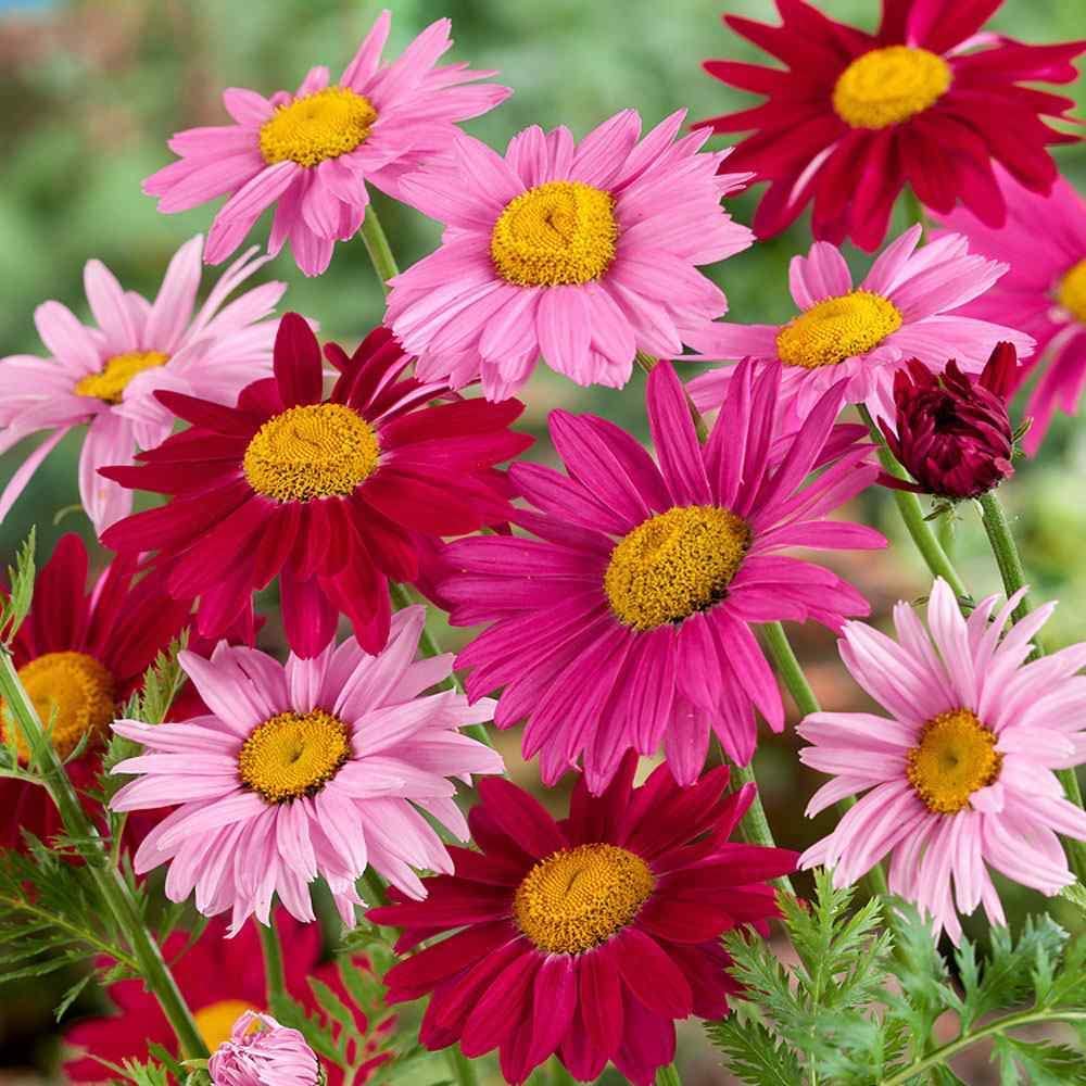 1,000 Painted Daisy Seeds for Planting - Chrysanthemum - Easy to Grow Perennial Flowers