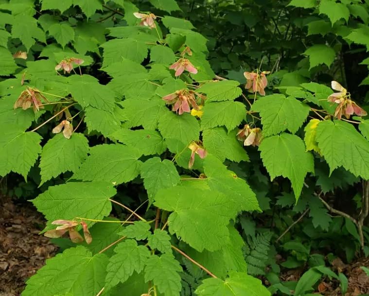 30 Mountain Maple Tree Seeds for Planting - Moosewood - Acer spicatum