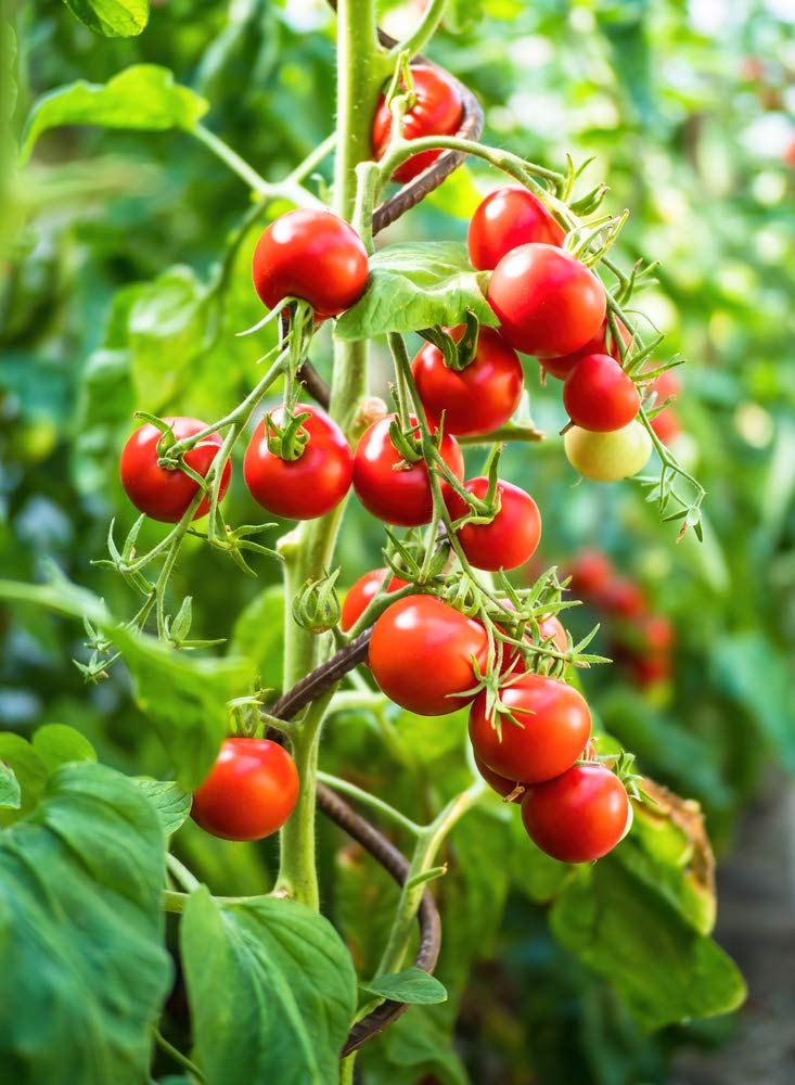 Super Sweet 100 Cherry Tomato Seeds for Planting - 100+ Seeds - Made in USA