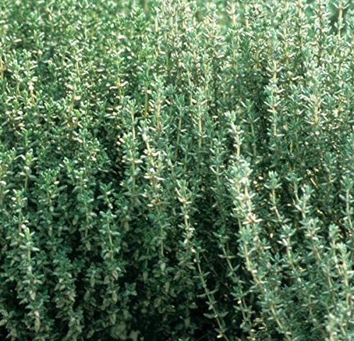 200+ Herb Thyme Seeds - Organic Heirloom Summer Herbs Seed - Made in USA - Non GMO Garden Seeds