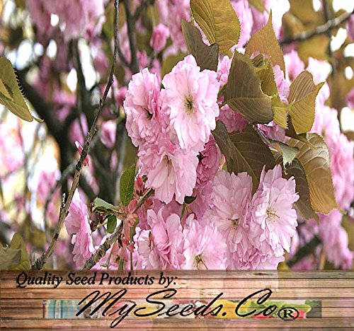 10 JAPANESE CHERRY TREE Pink Cloud Oriental Sweet Prunus Serrulata Flower Seeds