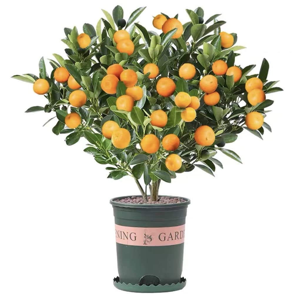 30 pcs Dwarf Bonsai Orange Tree Seeds for Planting…