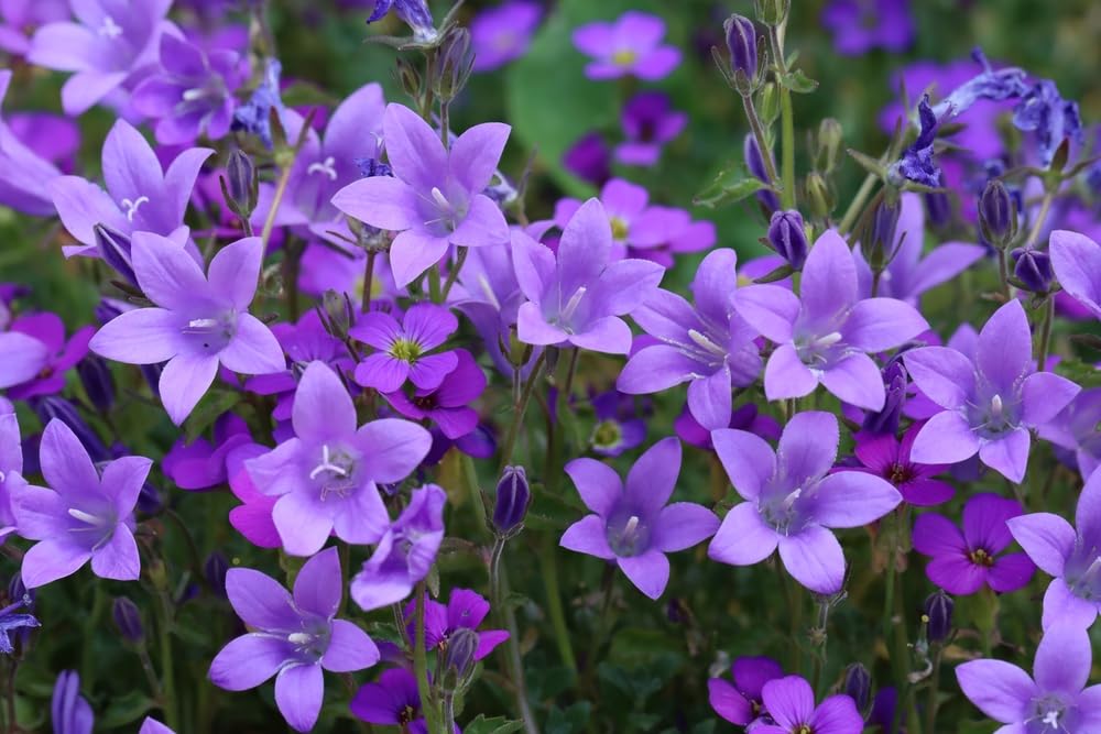 50 Peachleaf Bellflower Seeds for Planting - Campanula persicifolia