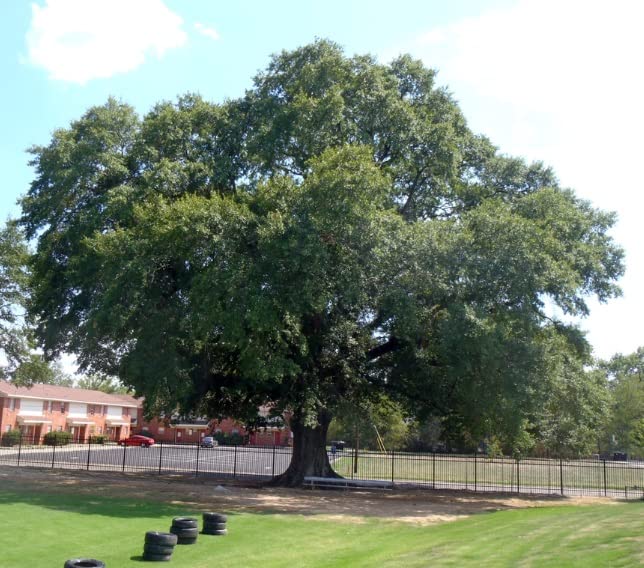 Black Oak Tree Seedlings for Planting | Quercus nigra - Oak Trees for Shade and Landscaping - No Ship to California
