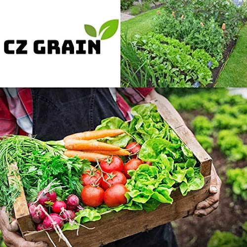 Parsley Seeds to Grow | 150+ Seeds | Prized Herb for Cooking and Garnish