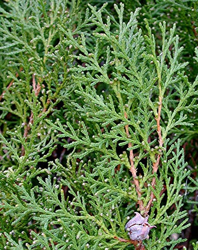 American Arborvitae 50 Seeds - Thuja Occidentalis Tree Seeds, White Cedar Seeds, Thuja Green Giant Arborvitae Bush Seeds for Planting, Dwarf Arborvitae Evergreen Hedge Seeds