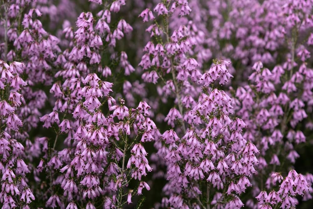 Spanish Pinkbell Bulbs for Planting - Hyacinthoides Hispanica Pink - Easy to Grow Perennial Flowers for Garden or Container Growing