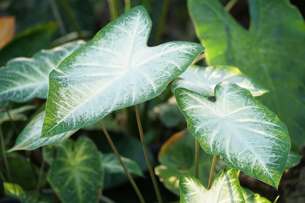Aaron Caladium Bulbs for Planting - Perennial Hosta, Elephant Ears, Fancy