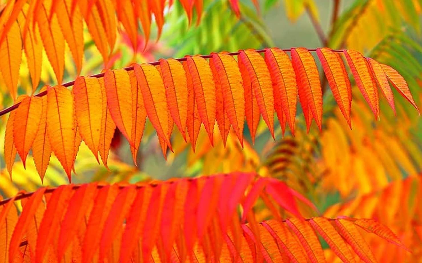 Winged Sumac Seeds for Planitng (30 Seeds) - Rhus copallinum