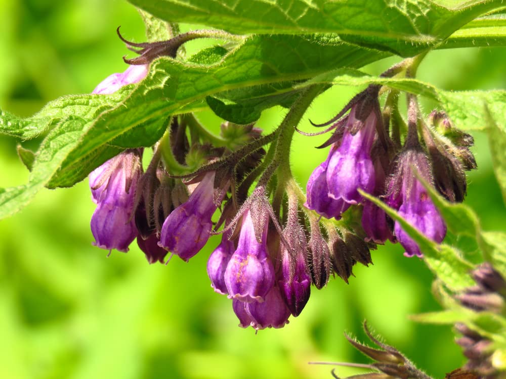 True Comfrey Seeds for Planting (Symphytum officinale) Non GMO, Heirloom - Made in USA