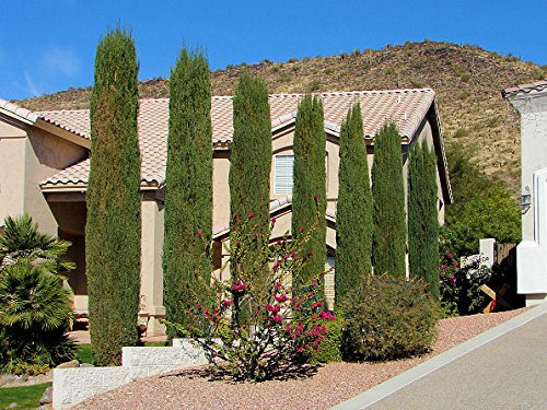 50 Italian Cypress Tree Seeds, Cupressus Sempervirens, Stricta