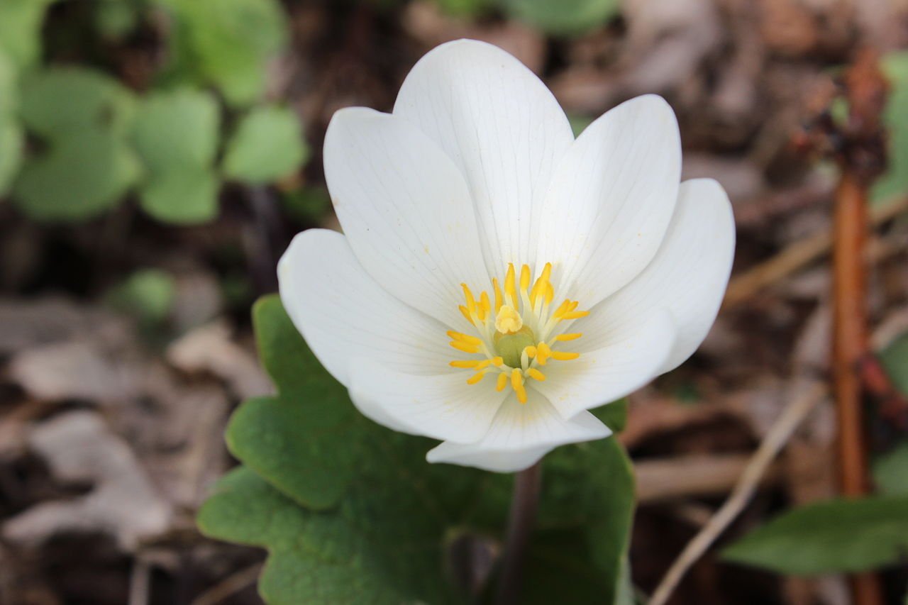 10 White Bloodroot Sanguinaria Canadensis Shade Ground Cover Flower Seeds
