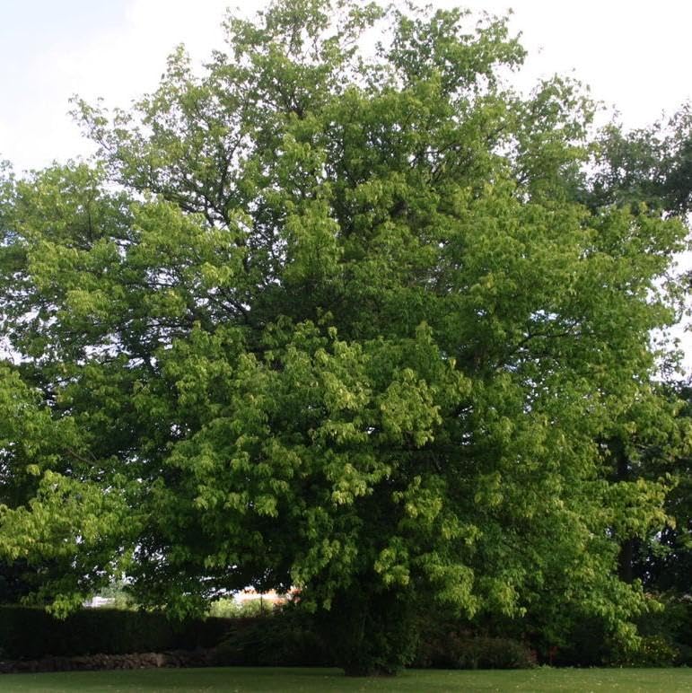 Boxelder Maple Tree Seedlings for Planting - No Ship to California