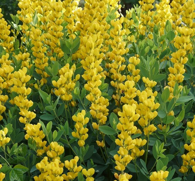 Large Yellow Wild Indigo Seeds for Planting (50 Seeds) - Baptisia sphaerocarpa