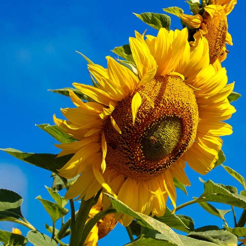 20 pcs sunflower seeds giant sunflower rare flower seeds for home garden planting sunflower seed birds