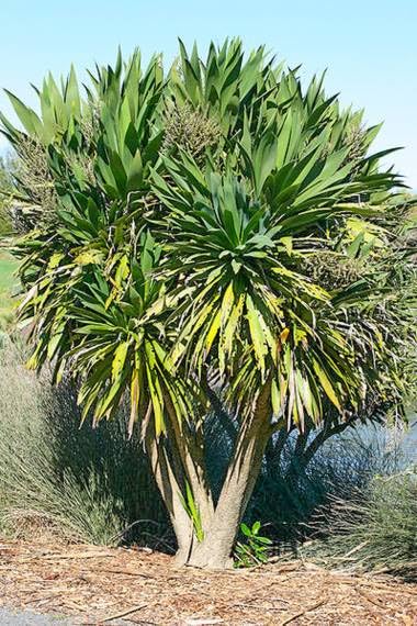 Three Kings Cabbage Tree Seeds for Planting (30 Seeds) - Cordyline banksii