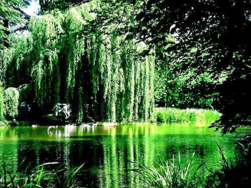 24 Weeping Willow Tree Cuttings - Beautiful Arching Canopy - Grow 24 Golden Weeping Willow Trees - Live Trees