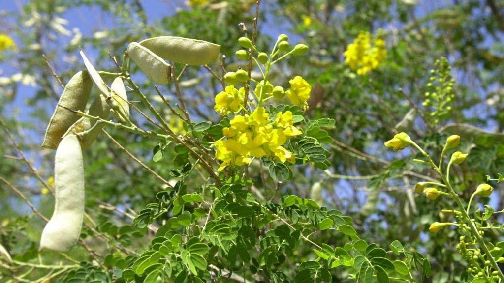 Totoposte Bush Seeds to Plant (10 Seeds) - Caesalpinia Velutina